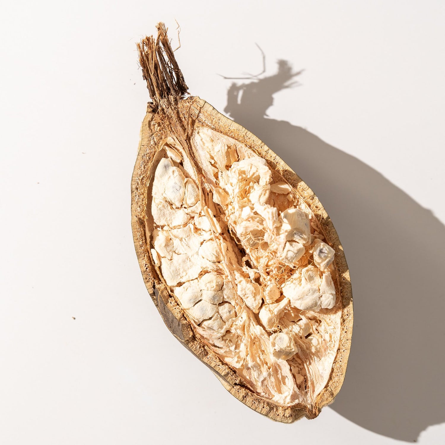 Baobab fruit pod cut open showing white pulp