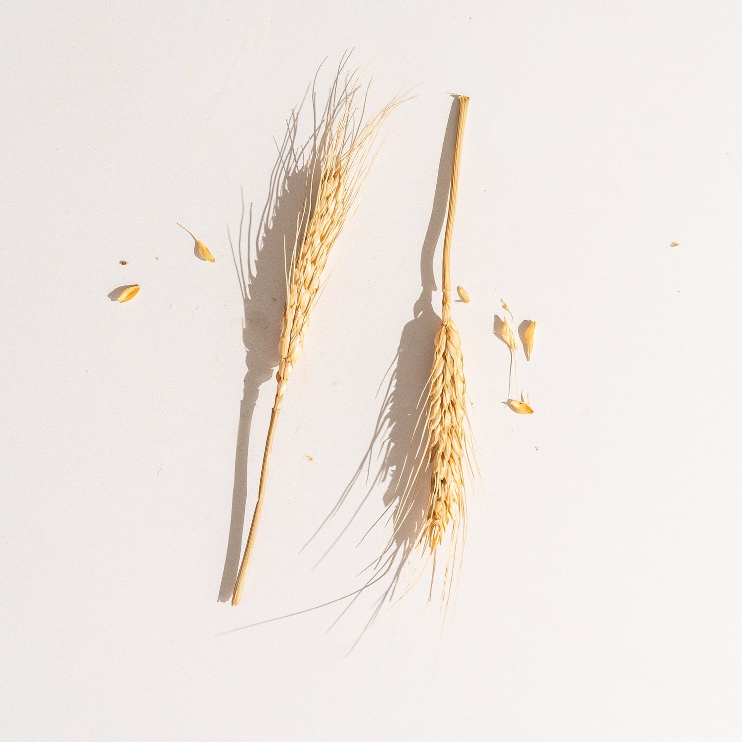 Barley and wheat grass ears with grains