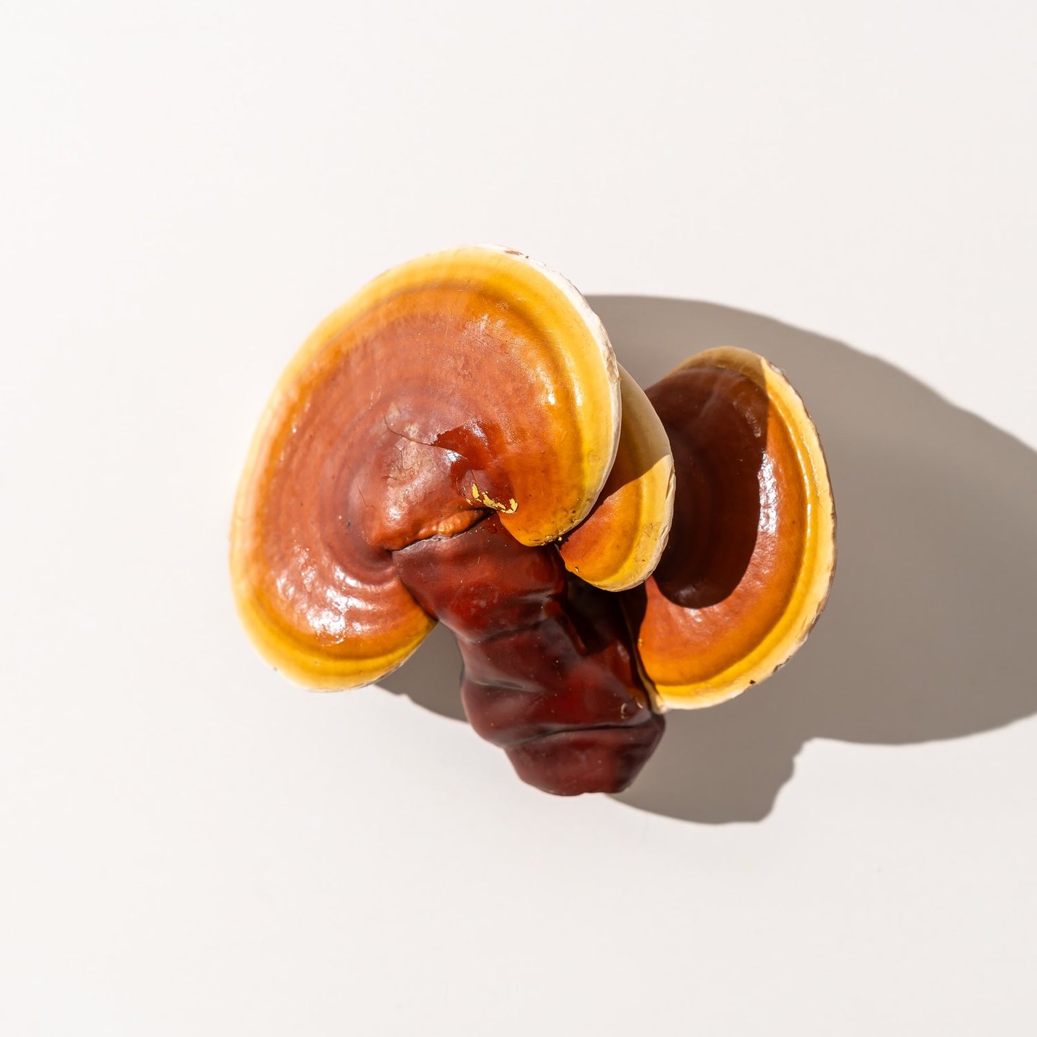 Whole reishi mushroom